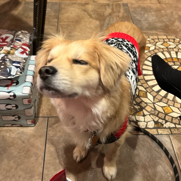 Meet your Posher, Milo - Picture 2 of 4